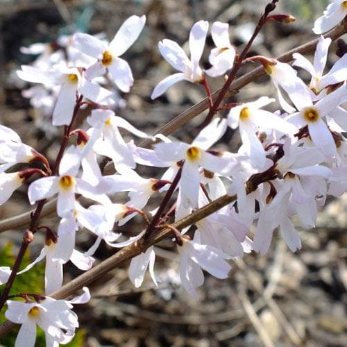 Abeliophyllum distichum - Future Forests