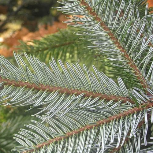 Abies nordmanniana - Nordmann Fir - Future Forests