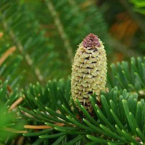 Abies fraseri - Fraser Fir - Future Forests