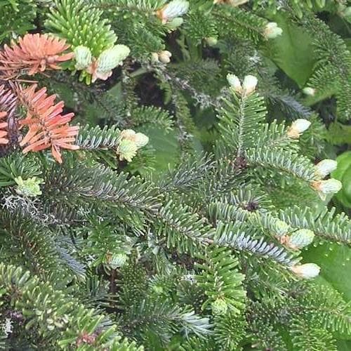 Abies fraseri - Fraser Fir - Future Forests