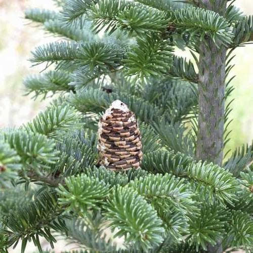 Abies fraseri - Fraser Fir - Future Forests