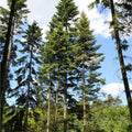 Abies grandis - Grand Fir - Future Forests
