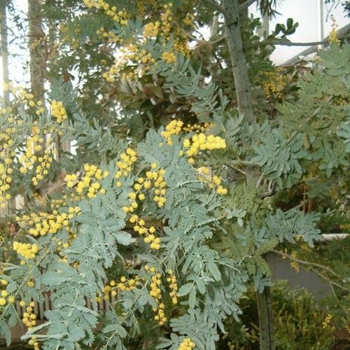 Acacia baileyana - Future Forests
