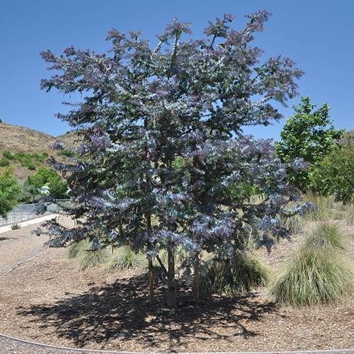 Acacia baileyana Purpurea