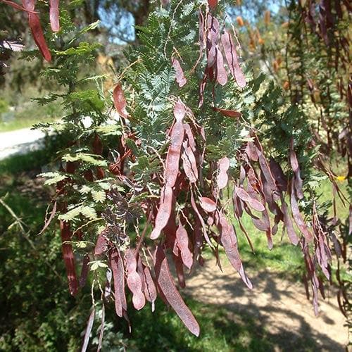Acacia baileyana Purpurea