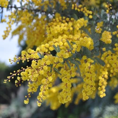 Acacia baileyana Purpurea