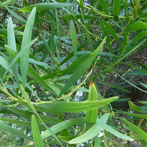Acacia longifolia