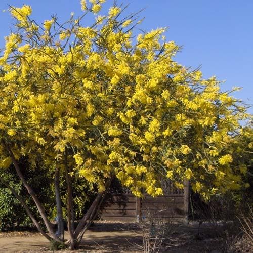 Acacia pravissima - Future Forests