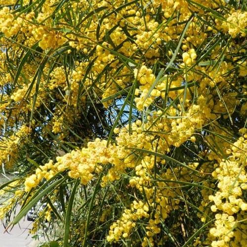 Acacia retinoides - Future Forests
