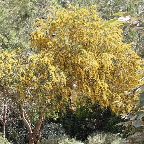 Acacia retinoides - Future Forests