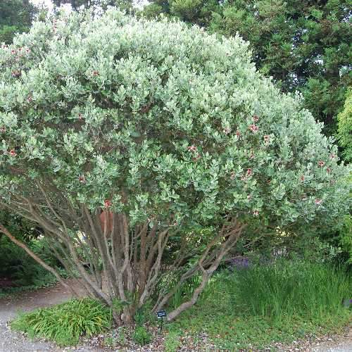 Acca sellowiana - Feijoa - Future Forests