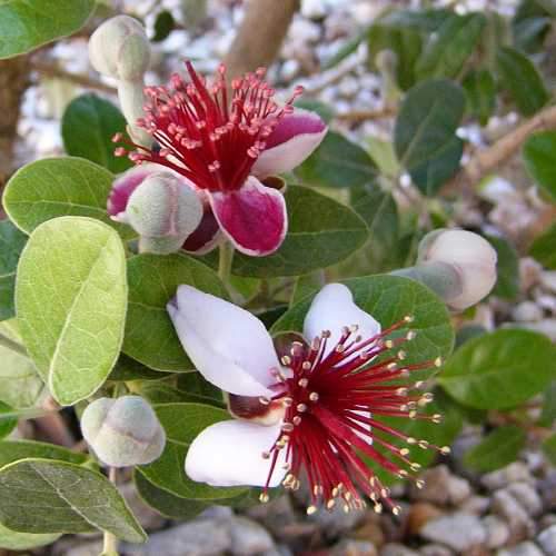 Acca sellowiana - Feijoa - Future Forests