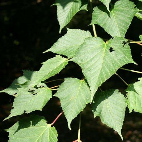 Acer capillipes - Future Forests