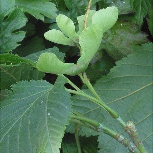 Acer capillipes - Future Forests