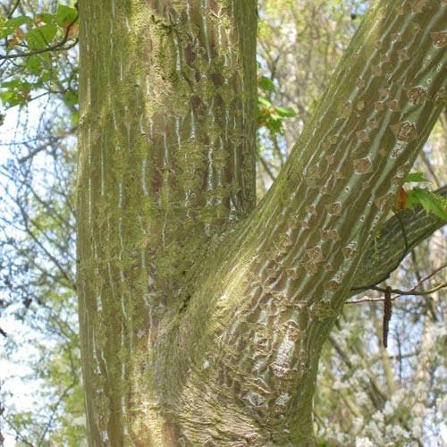 Acer capillipes - Future Forests