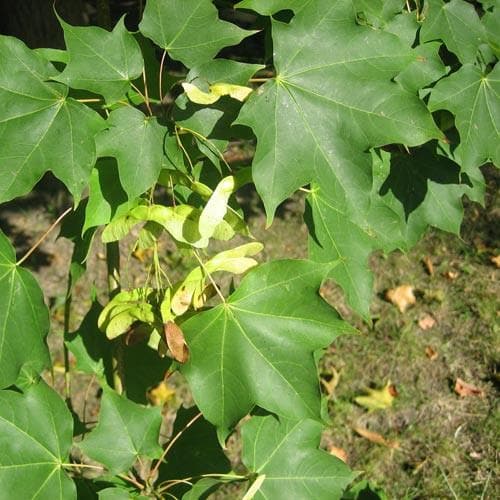 Acer cappadocium - Future Forests