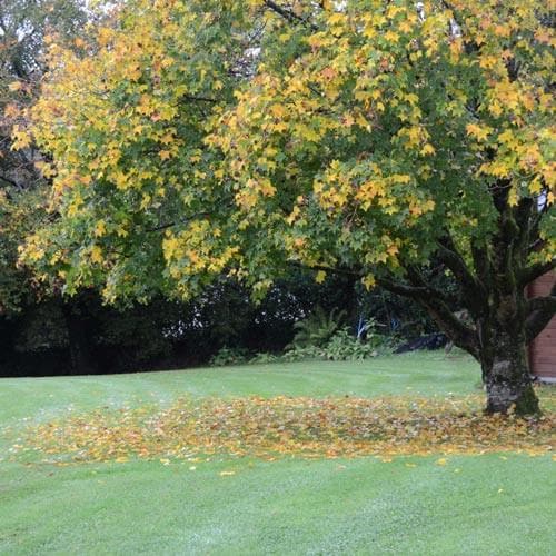 Acer cappadocium - Future Forests