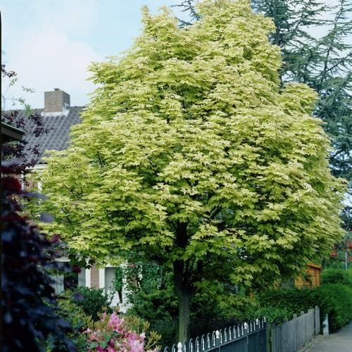 Acer platanoides Drummondii - Future Forests