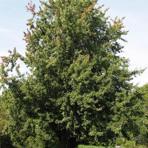 Acer saccharinum - Silver Maple - Future Forests