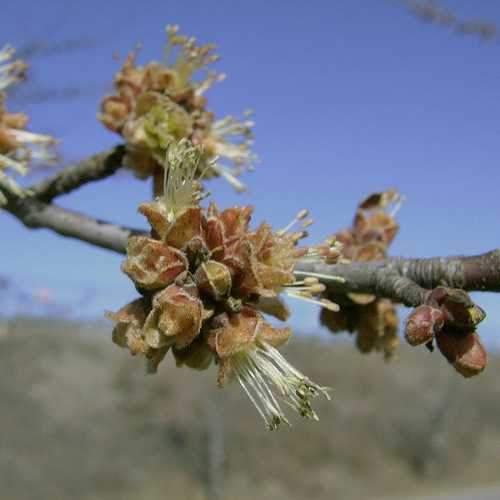Acer saccharinum - Silver Maple - Future Forests