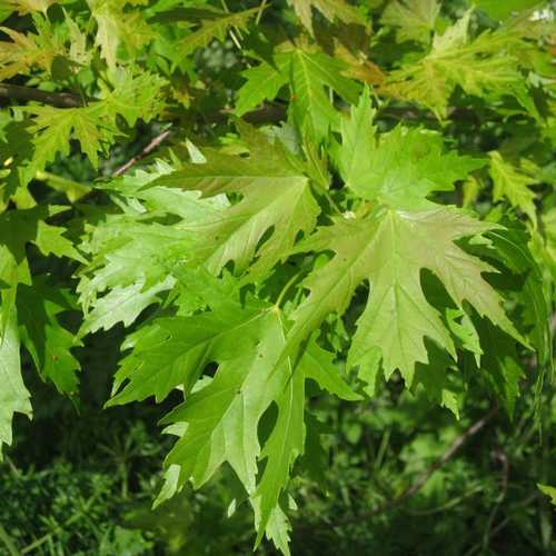 Acer saccharinum - Silver Maple - Future Forests