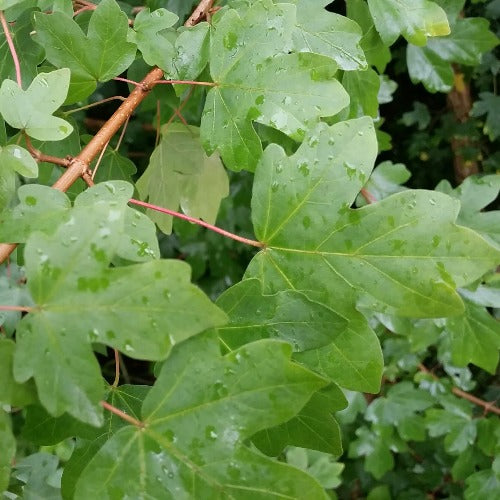 Acer campestre - Field Maple - Future Forests