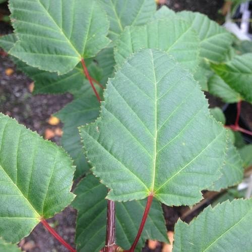 Acer capillipes - Snakebark Maple - Future Forests