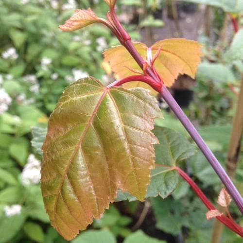 Acer capillipes - Snakebark Maple - Future Forests