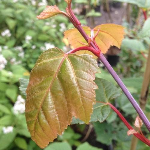 Acer capillipes - Snakebark Maple - Future Forests
