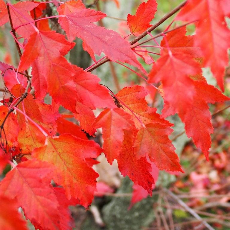 Acer ginnala - Amur Maple - Future Forests