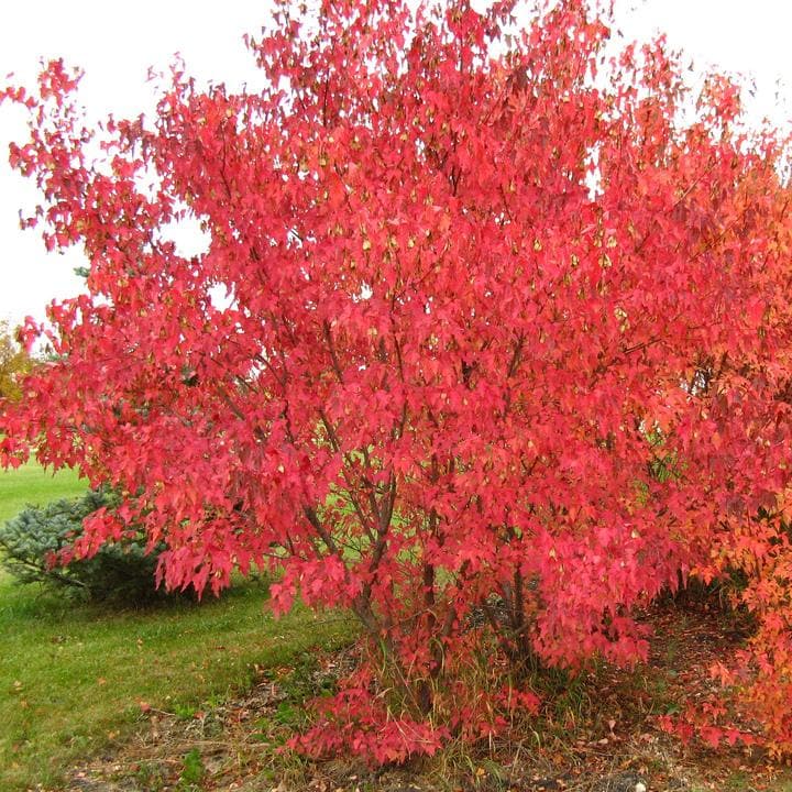 Acer ginnala - Amur Maple - Future Forests