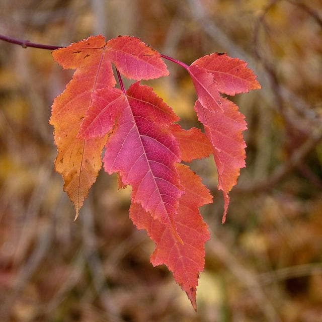 Acer ginnala - Amur Maple - Future Forests