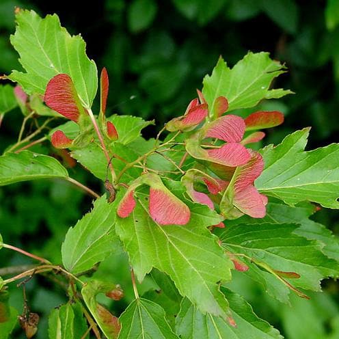 Acer ginnala - Amur Maple - Future Forests