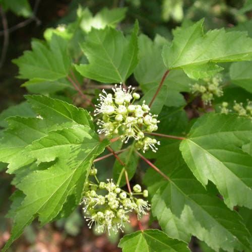 Acer ginnala - Amur Maple - Future Forests