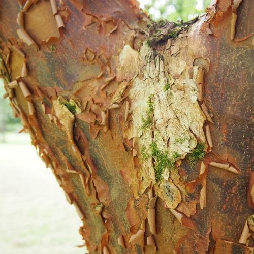 Acer griseum - Paperbark Maple - Future Forests