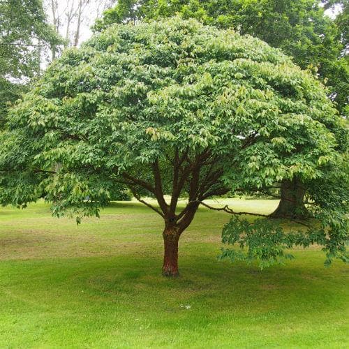 Acer griseum - Paperbark Maple - Future Forests