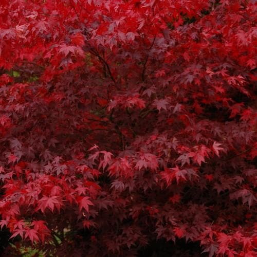 Acer palmatum Bloodgood - Future Forests