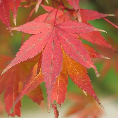 Acer palmatum Atropurpureum - Future Forests