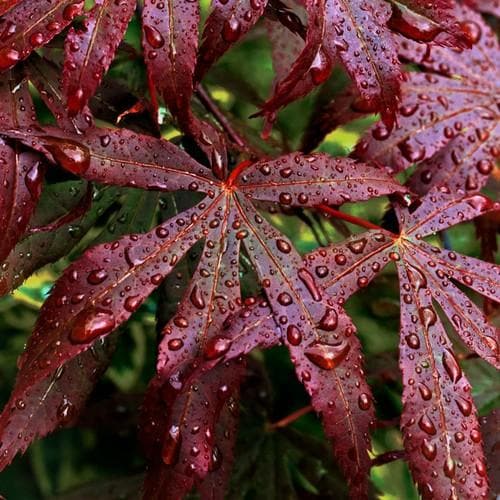 Acer palmatum Bloodgood - Future Forests