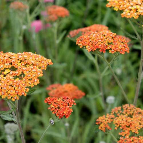 Achillea millefolium Terracotta