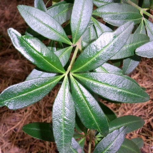 Acradenia frankliniae - Future Forests