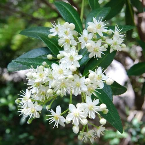 Acradenia frankliniae - Future Forests