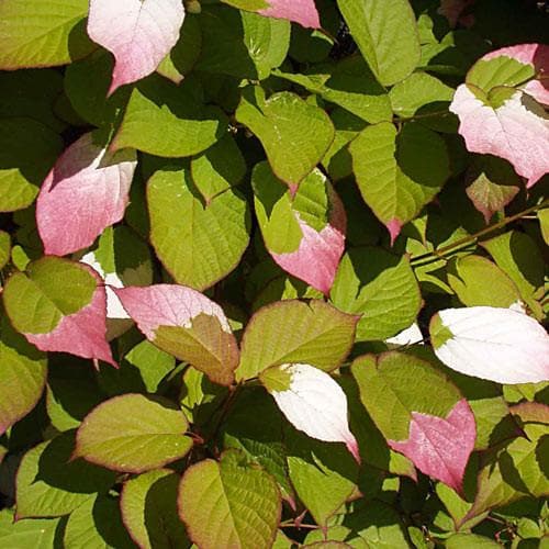 Actinidia Kolomikta - Future Forests