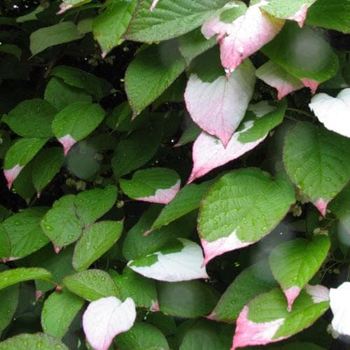 Actinidia Kolomikta - Future Forests