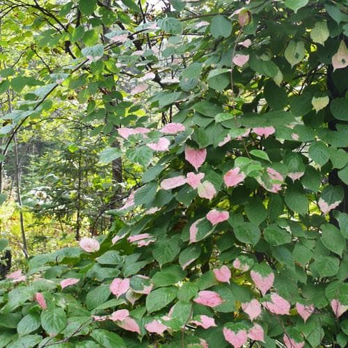 Actinidia Kolomikta - Future Forests