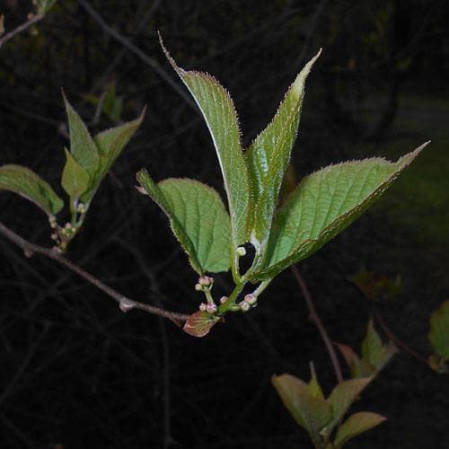 Actinidia Kolomikta - Future Forests