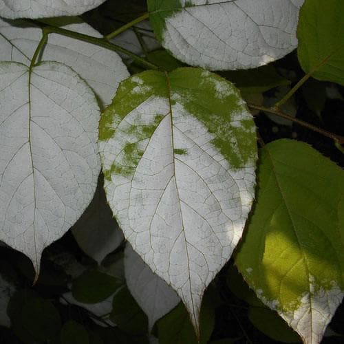 Actinidia Kolomikta - Future Forests