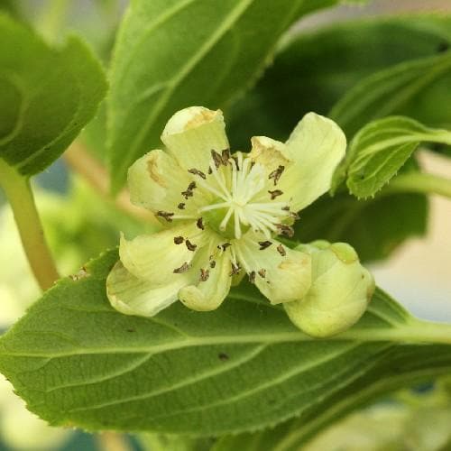 Kiwi - Actinidia arguta Issai - Future Forests