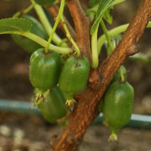 Kiwi - Actinidia arguta Issai - Future Forests