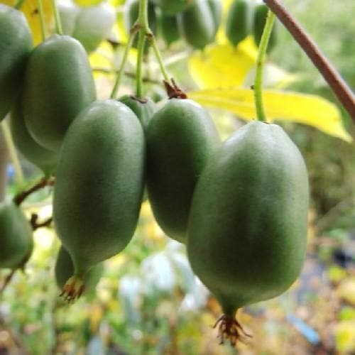 Kiwi - Actinidia arguta Issai - Future Forests